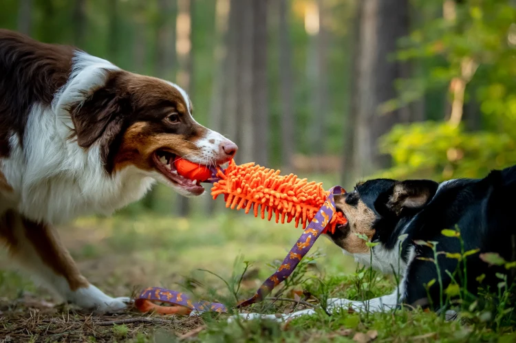 il_fullxfull.3453825560_y1cf.webp