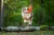 il_fullxfull.3501464587_nvsq.webp